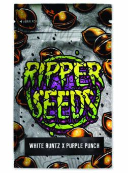 WHITE RUNTZ x PURPLE PUNCH